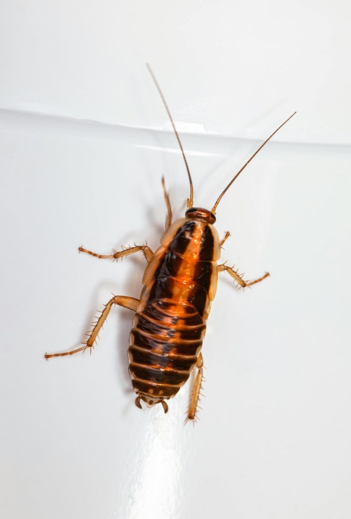 Gros plan d'une blatte sur une surface blanche, mettant en évidence les détails de l'insecte.