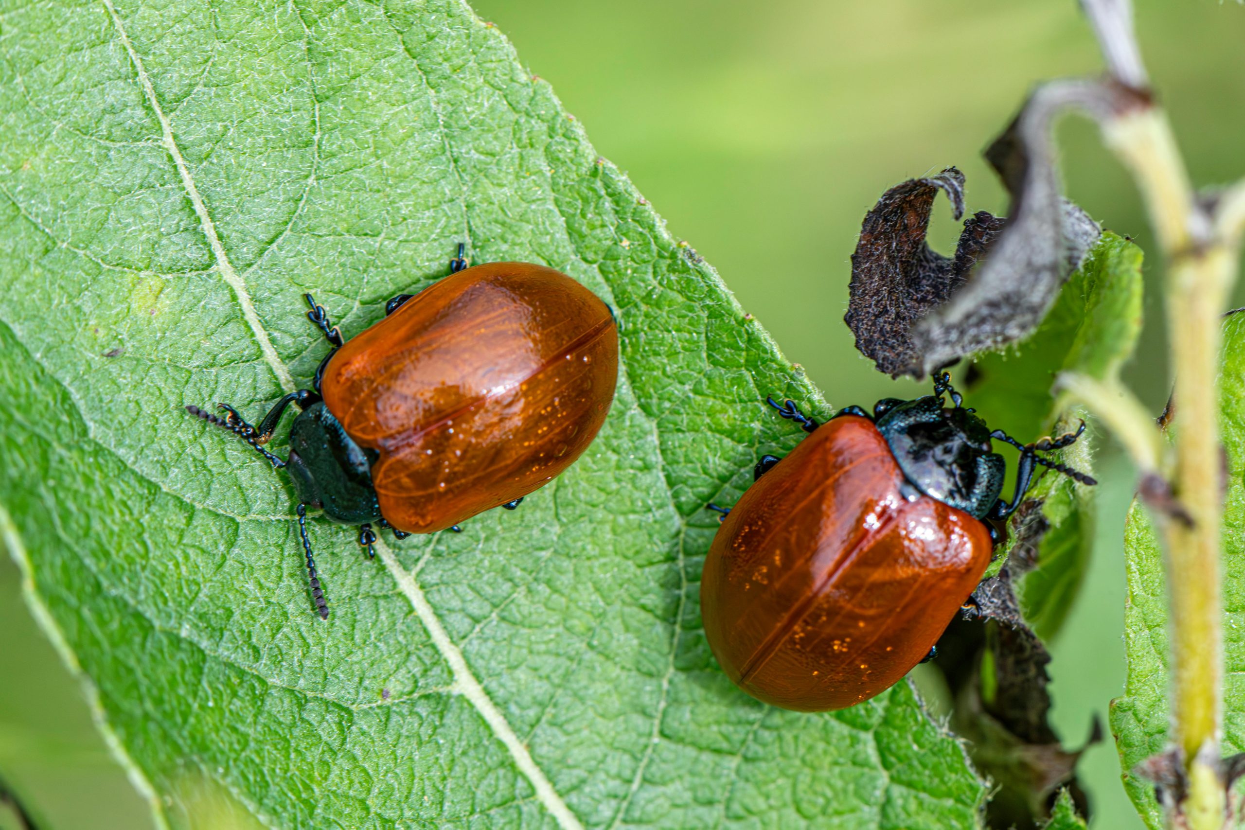 Traitement efficace des insectes dans l'appartement