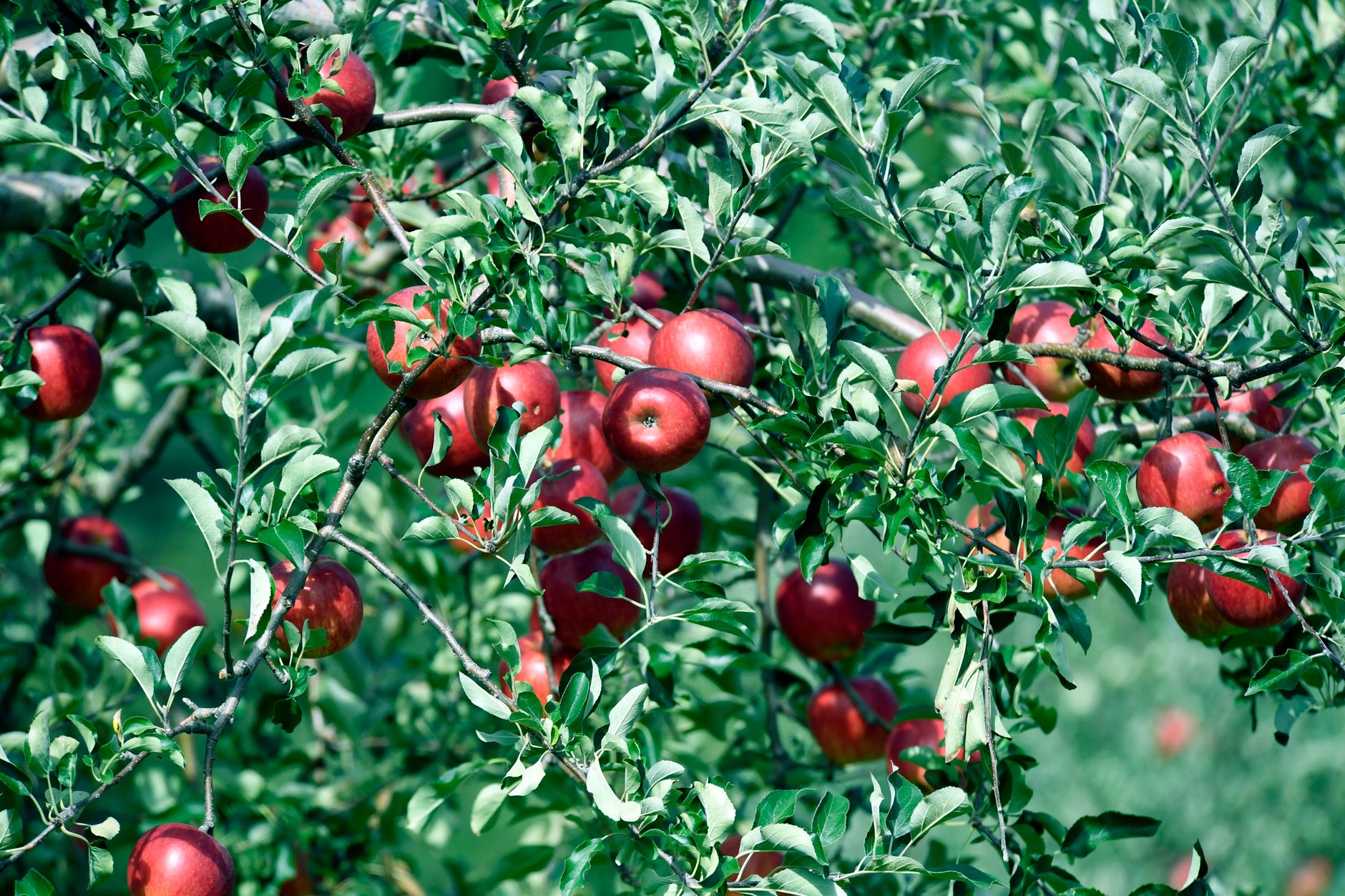 Branches chargées de pommes rouges