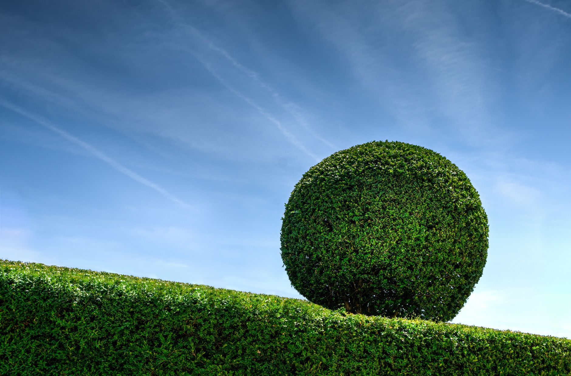 Haie taillée en boule dans un jardin sous un ciel bleu