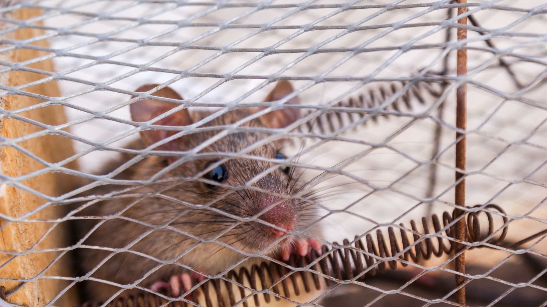 rat regardant a travers une cage grillagee