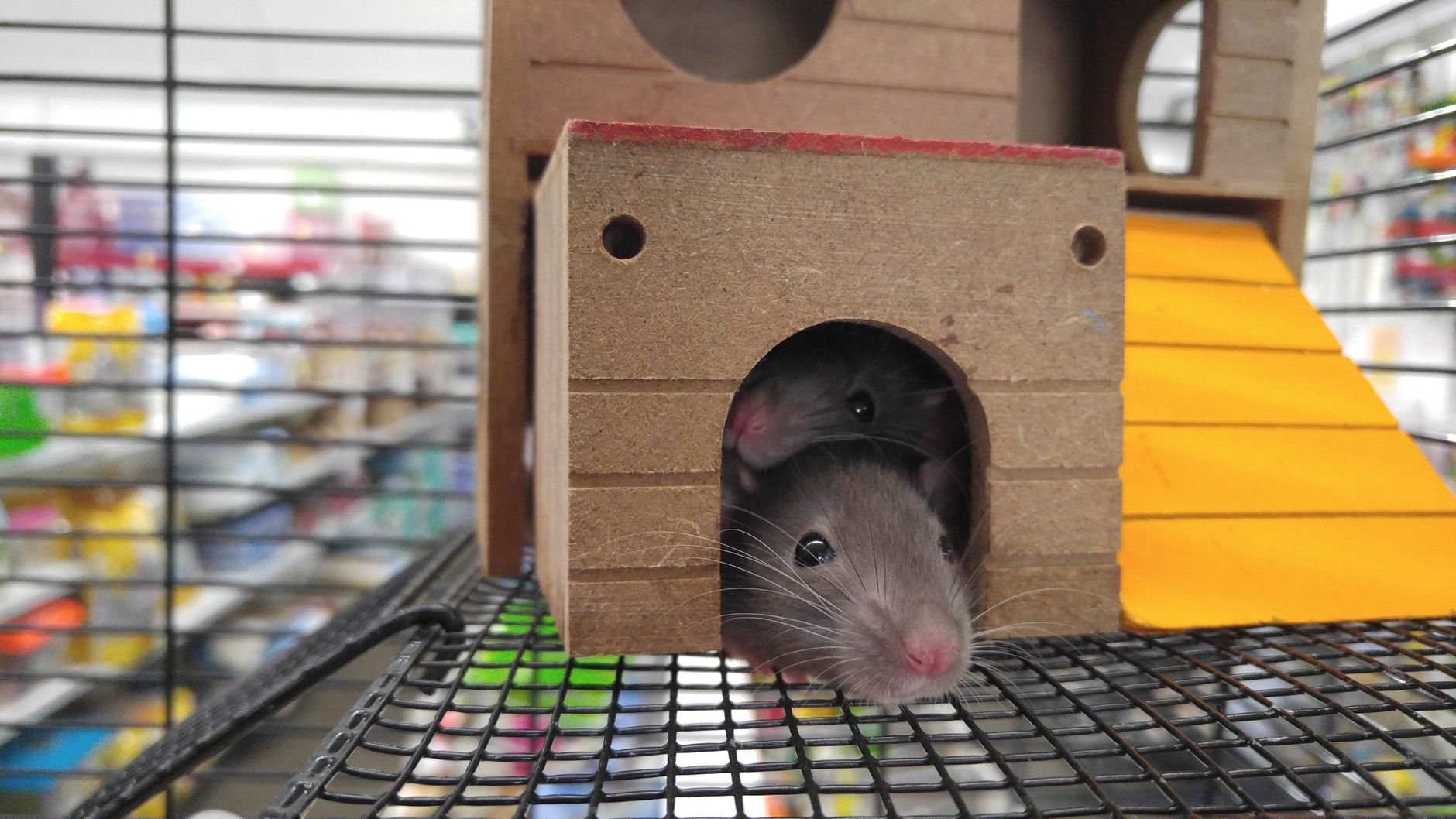Tue une souris chez toi : la méthode qui marche vraiment