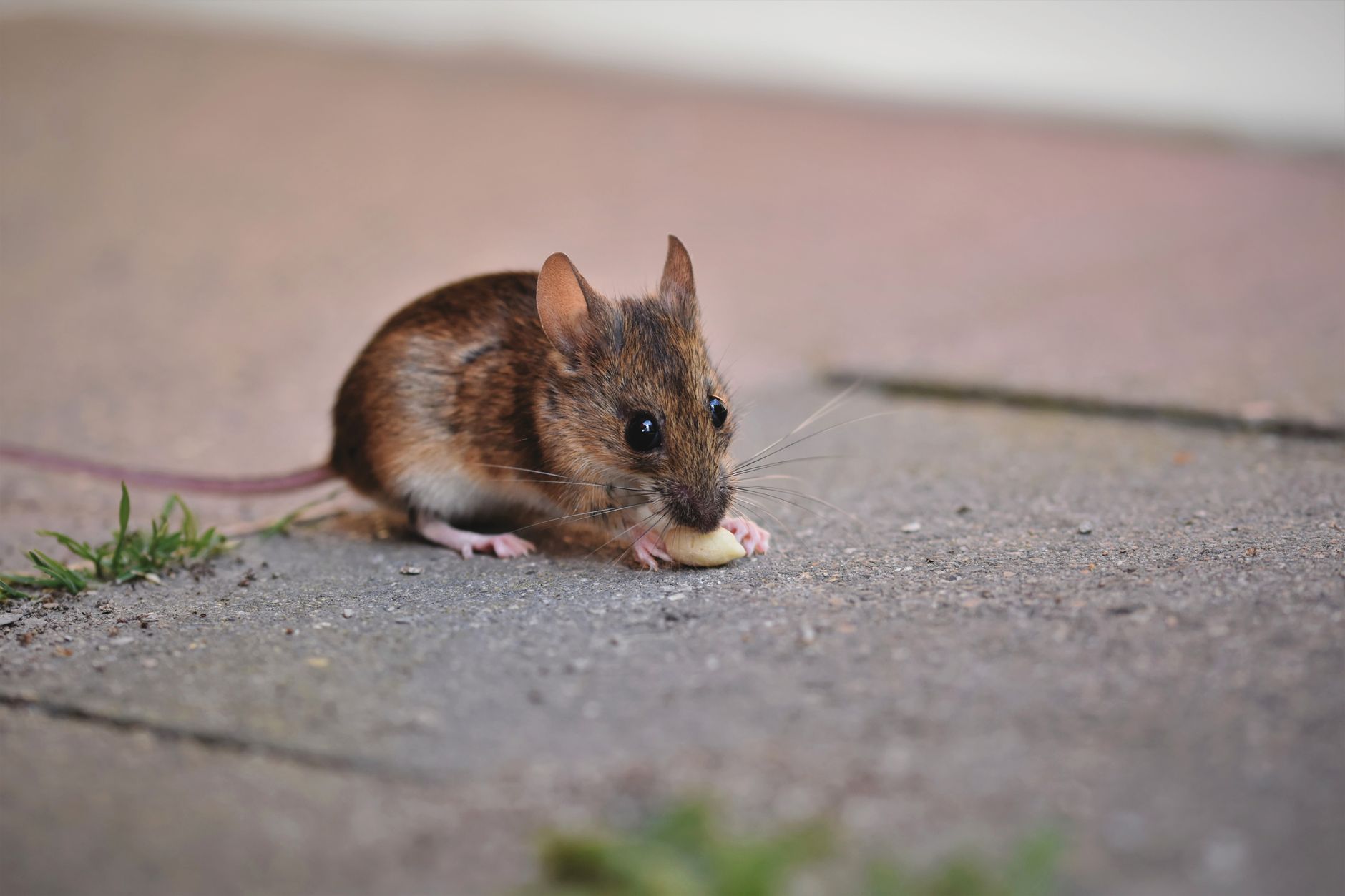 petite souris brune sur un trottoir