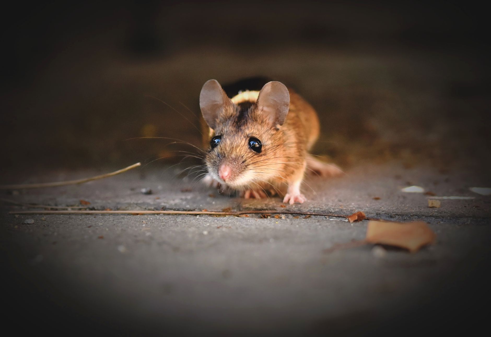 souris sauvage explorant un exterieur