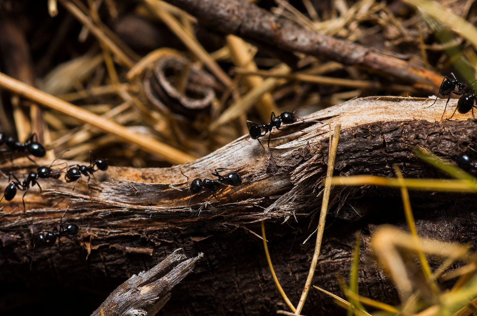 Élimine les fourmis de chez toi pour de bon