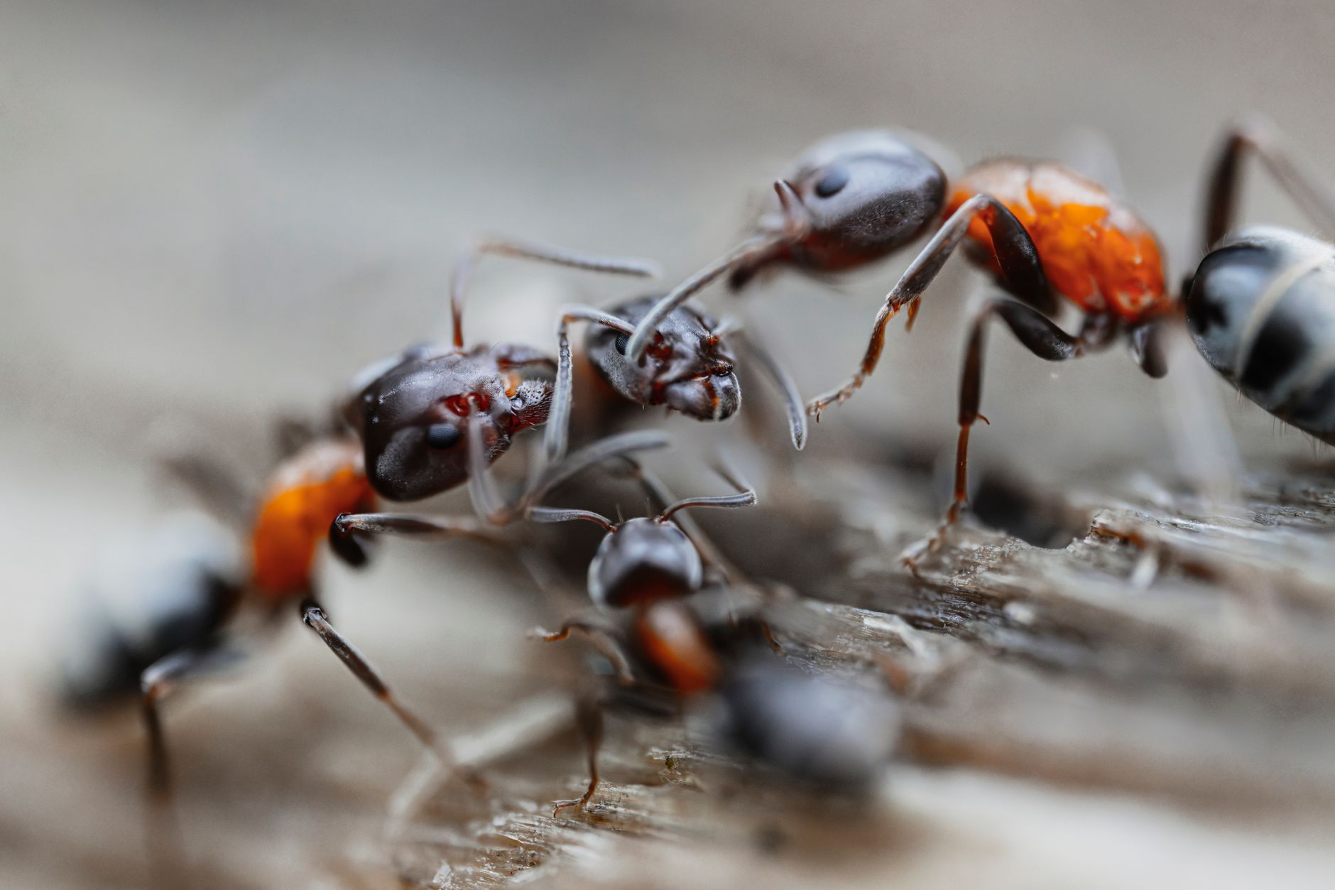 Fourmis en file sur un trajet de bois