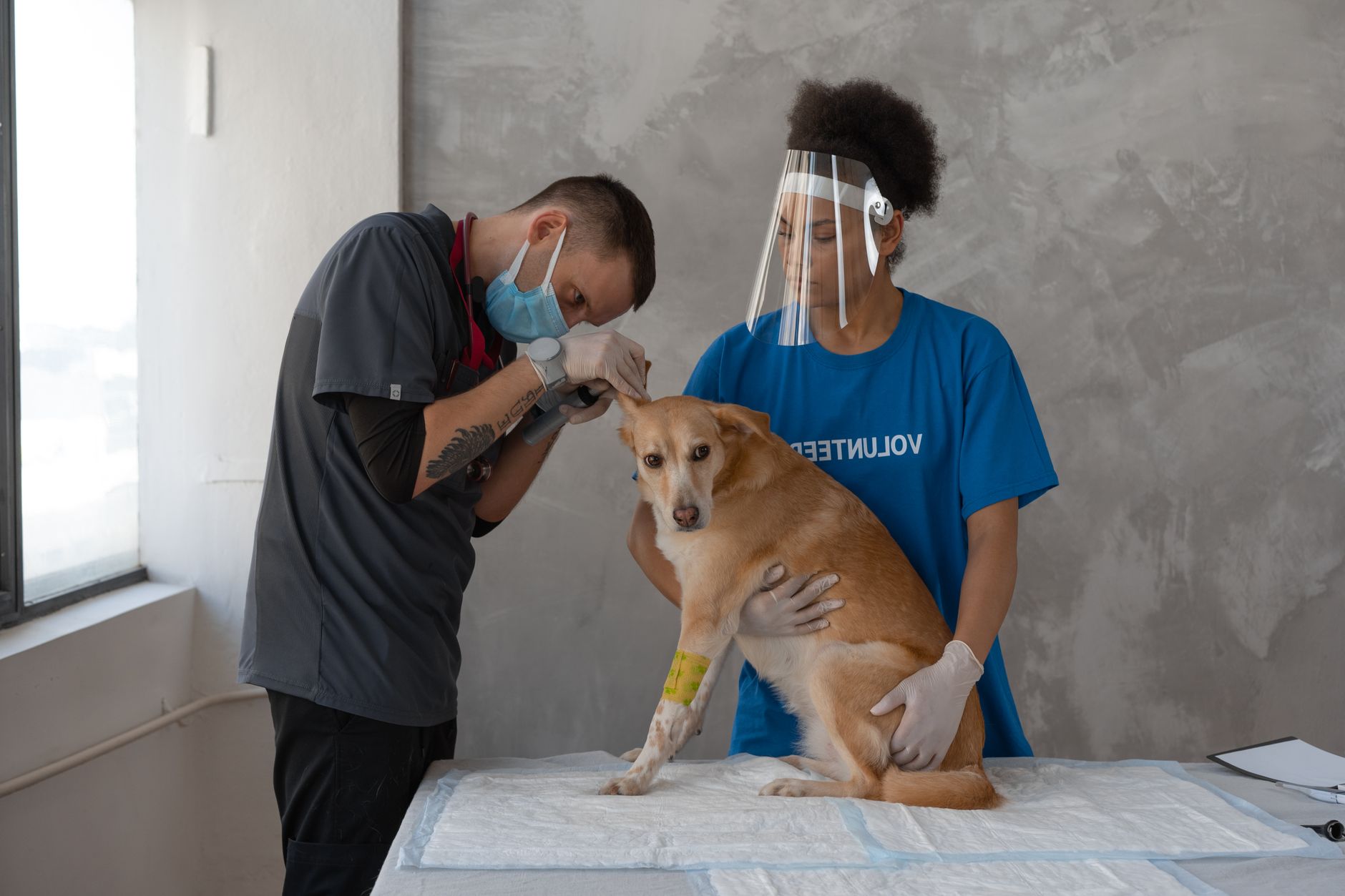 Vétérinaire qui examine un chien pour un traitement anti-puces
