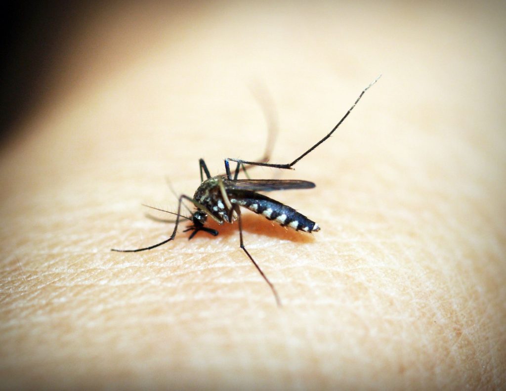 Moustique posé sur la peau en gros plan
