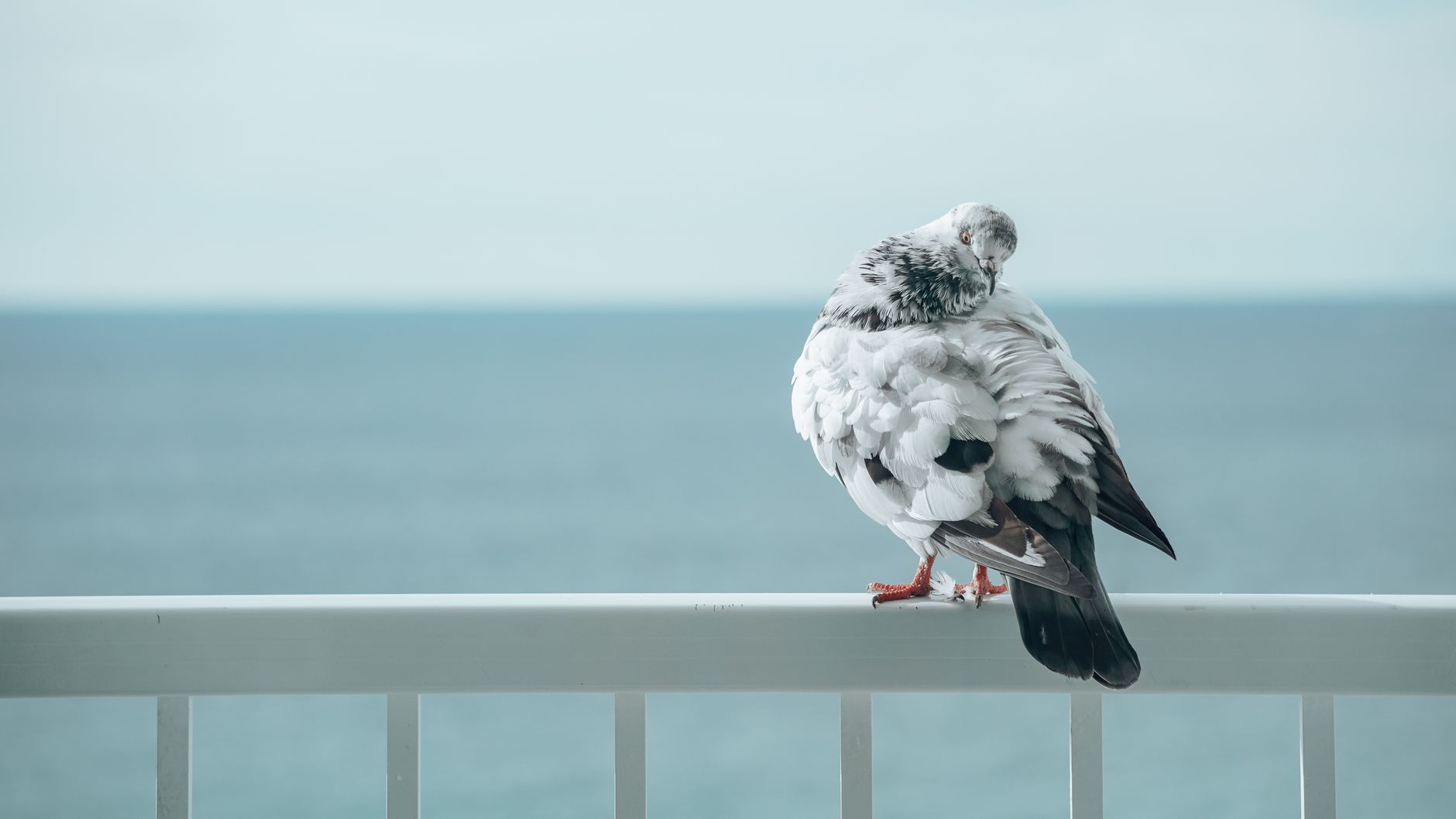 Pigeon au plumage tacheté sur un garde-corps de balcon
