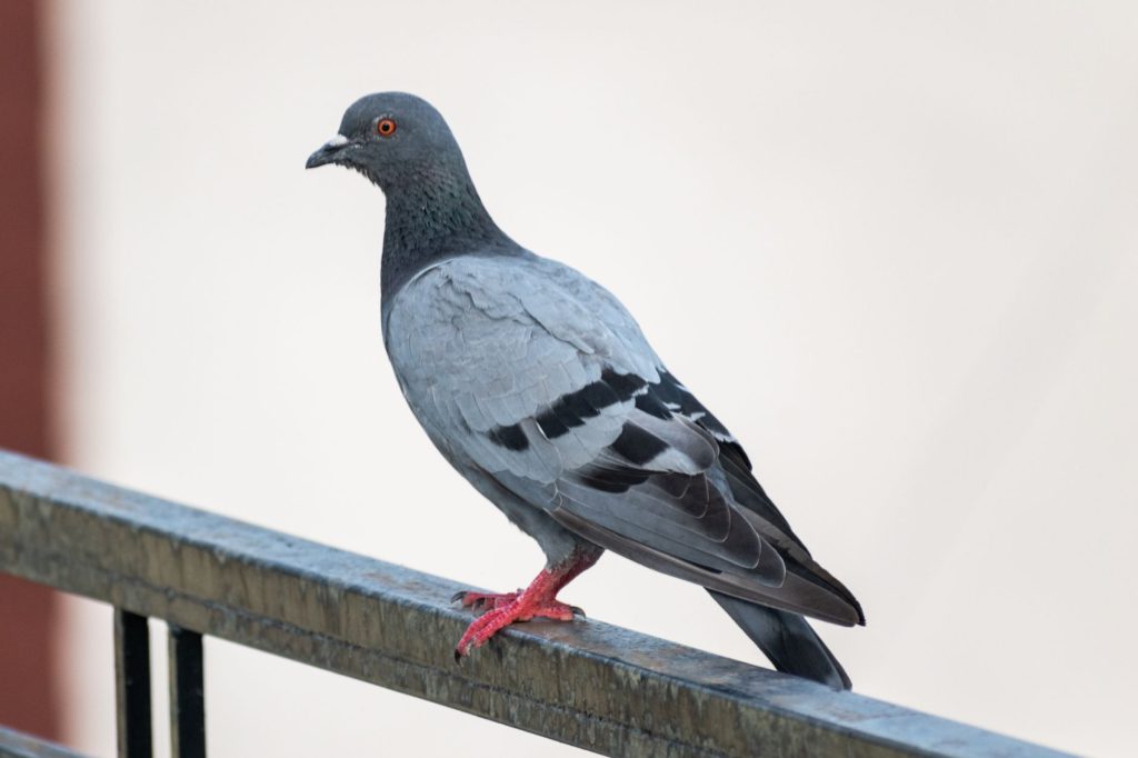 Pigeon perché sur une rambarde métallique en ville