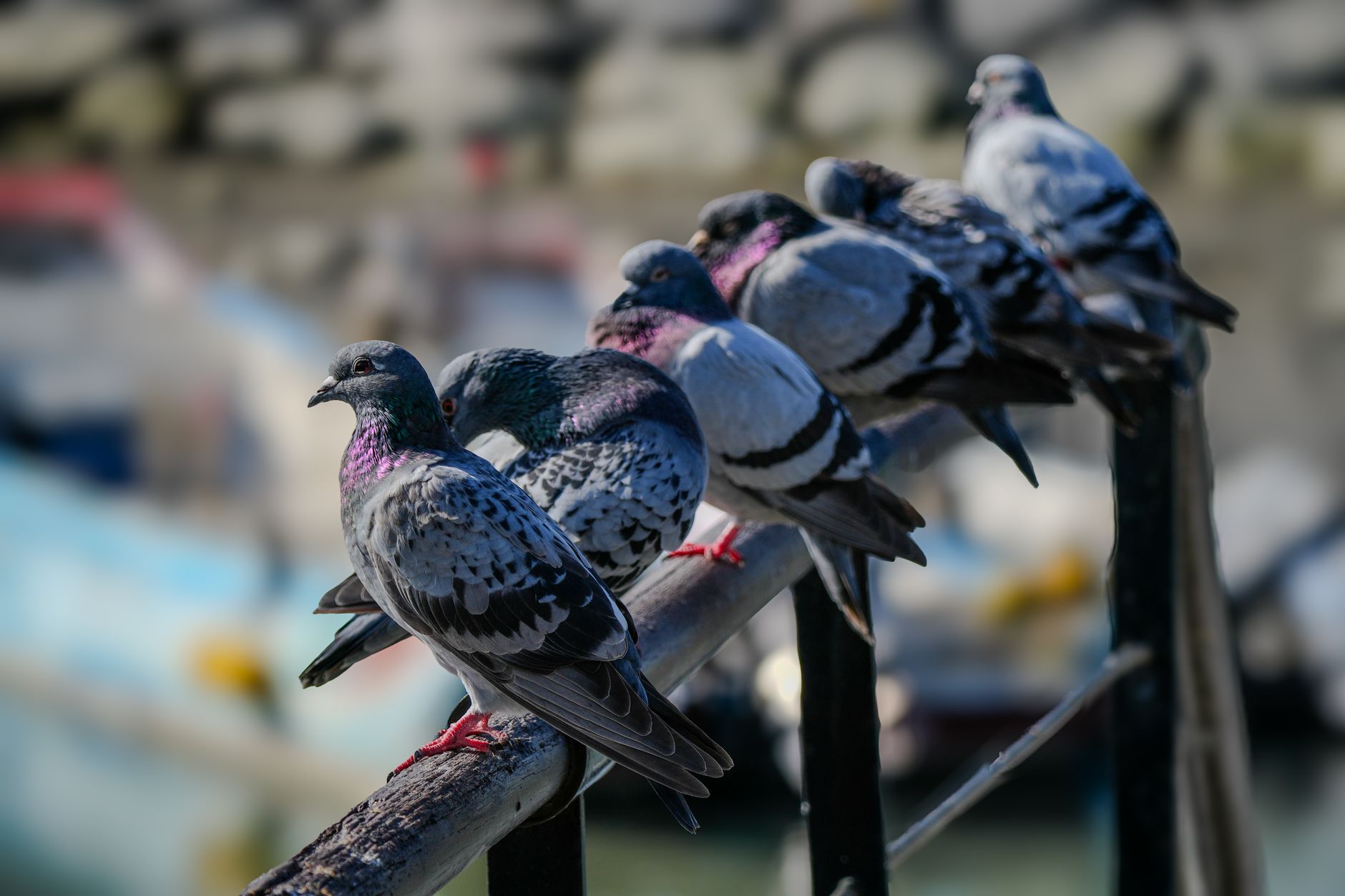 Groupe de pigeons alignés sur une barre métallique